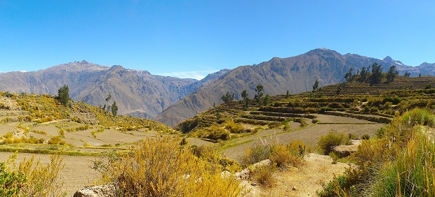 Terraces in Colca Canyon