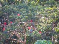 Macaws at clay lick