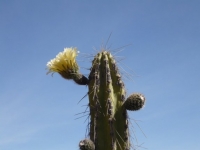 Cactus Flower in Colca Canyon