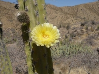 Cactus flower