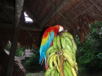 Colourful Jungle Parrot