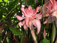 Jungle Flower